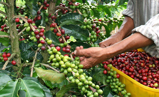 Lara: cafetaleros de Morán vaticinan pérdida de sus cosechas debido a la crisis de combustible