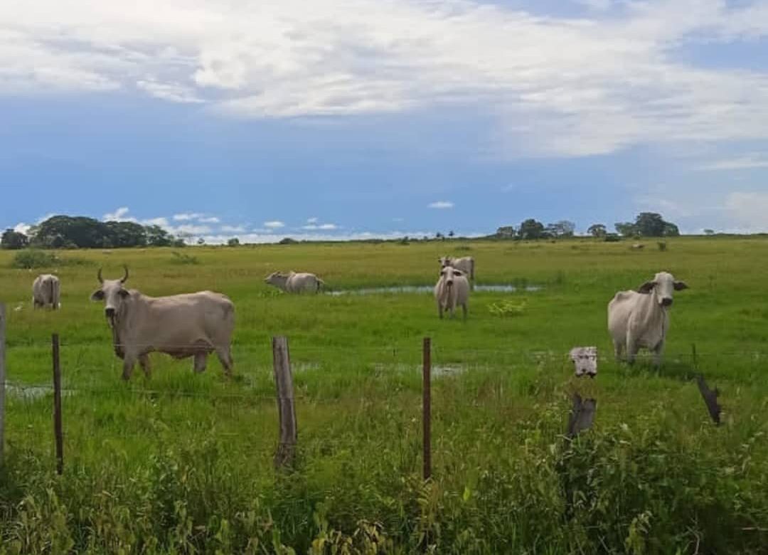 Delincuencia organizada y amenazas de invasión mantienen en zozobra a dueños de hatos en Apure