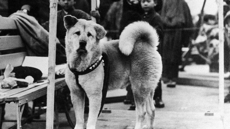 La emotiva historia de Hachiko, el “perro más fiel del mundo” del que este año se conmemora el centenario