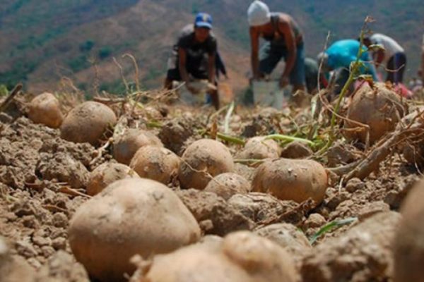 Un 60% de la papa colombiana abastece el mercado venezolano