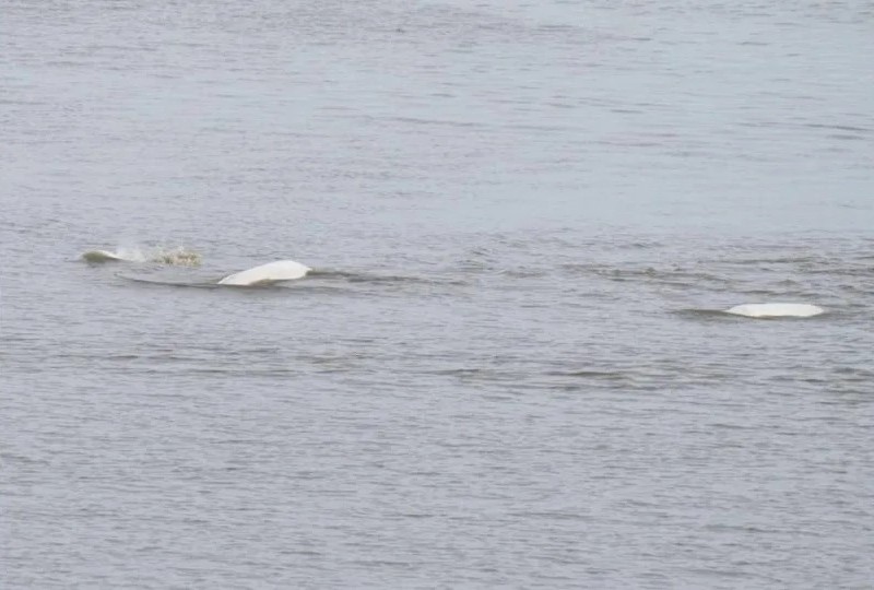 Dos hermanos se encuentran con una rara criatura de un inmaculado “blanco puro” en Alaska