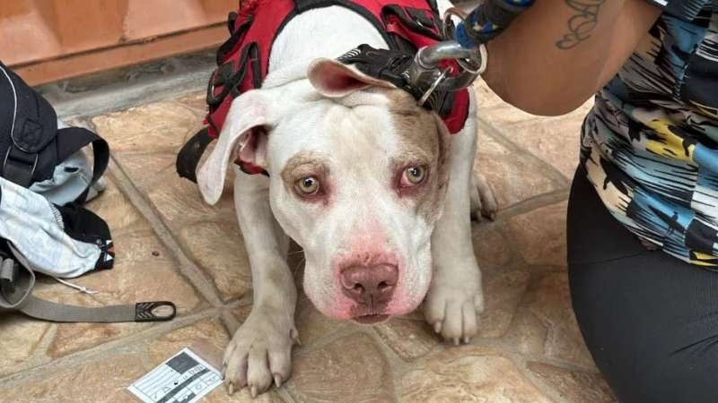 “No quisimos dejarlo”: Pareja de migrantes venezolanos viaja a EEUU con Zeus, su pitbull