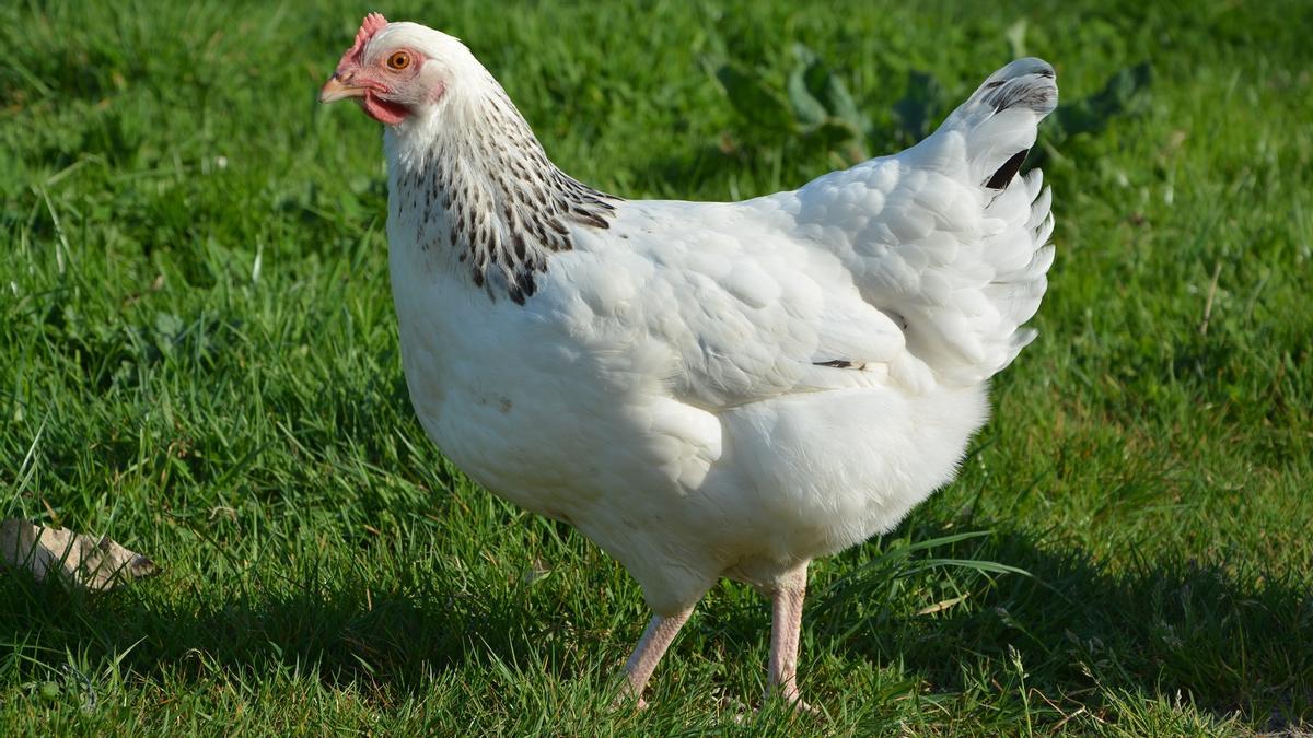 Regalar gallinas para no perder dinero alimentándolas, consecuencia del cierre fronterizo en República Dominicana