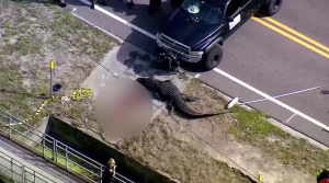 Caimán gigante hallado en Florida junto a un charco de sangre y el cadáver de una mujer (VIDEO)