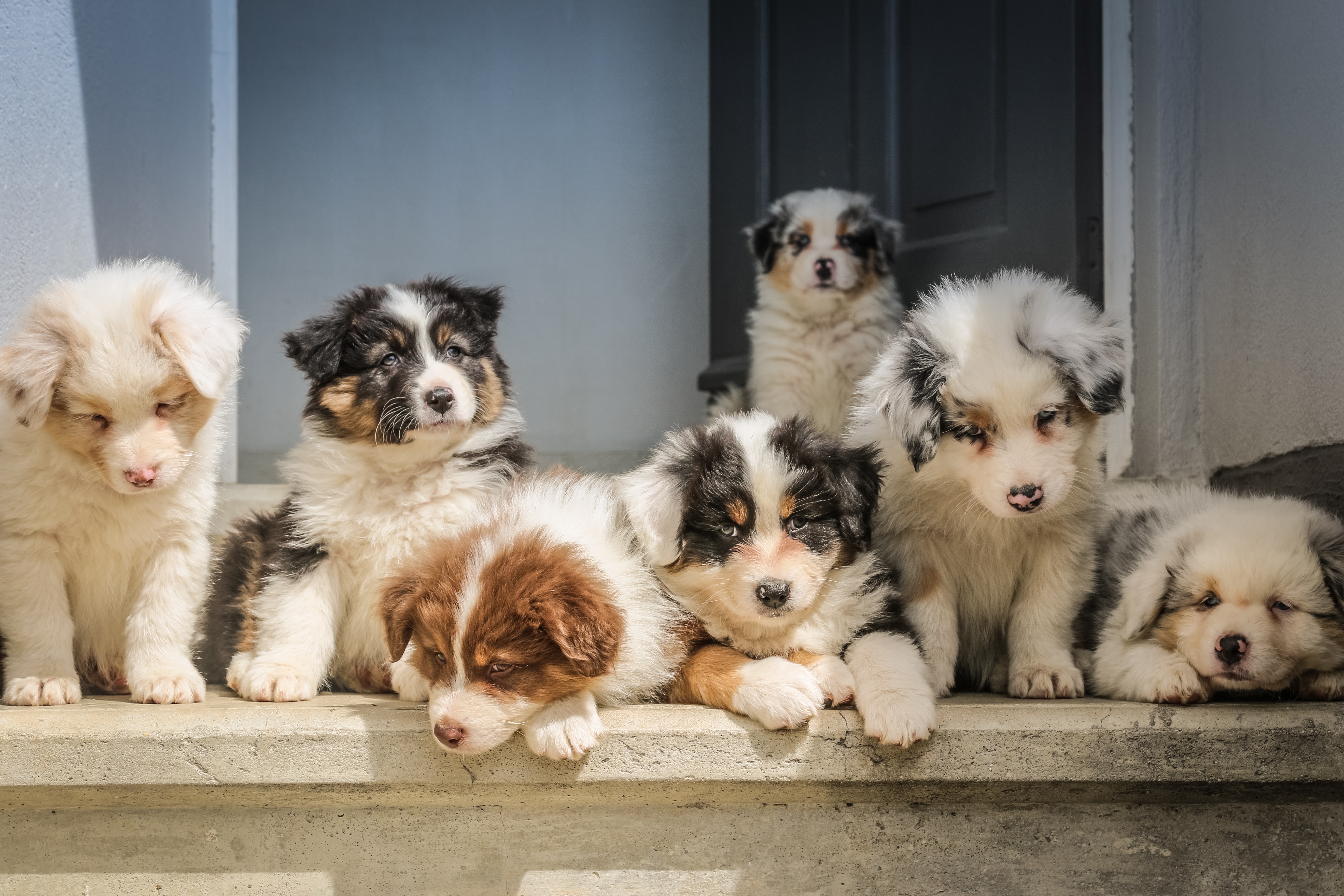 Cuáles son los riesgos de separar a los cachorros de su madre antes de tiempo