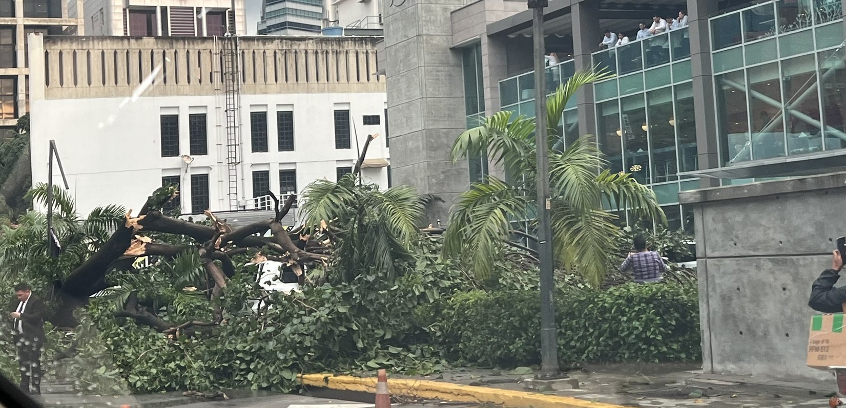 ¿Qué es el “reventón húmedo”? El fenómeno que provoca la caída de los árboles con la lluvia