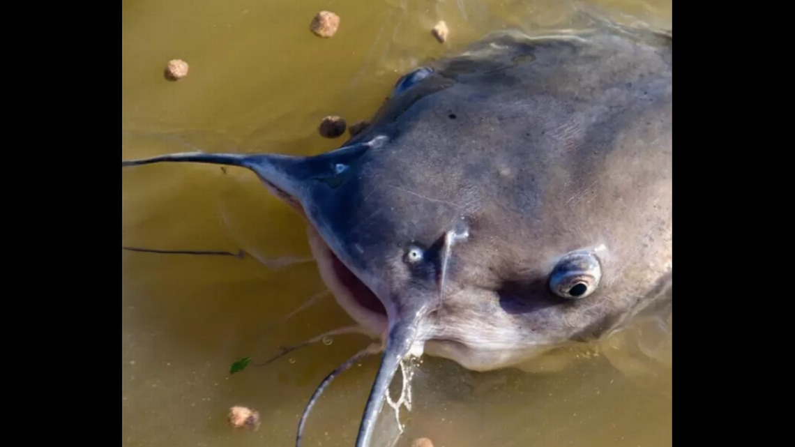 Monstruosos “bagres zombies” aparecen en vías fluviales de EEUU y esta podría ser la impactante razón