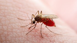 ¿Por qué el cambio climático facilita el crecimiento de la malaria?