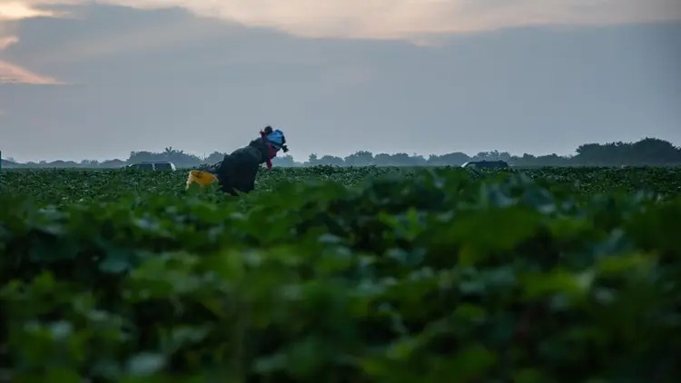 Inmigrantes indocumentados evitan conducir en Florida por miedo a la deportación tras promulgación de nueva ley