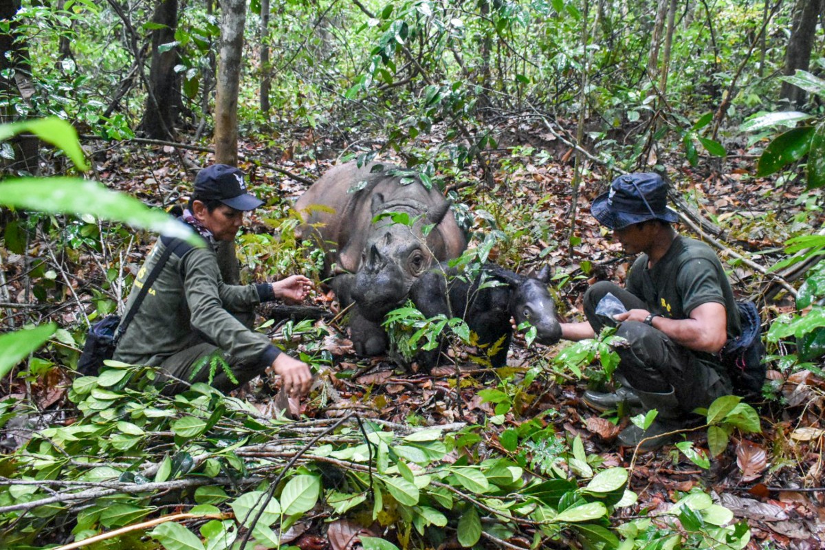 Nace una cría del amenazado rinoceronte de Sumatra en Indonesia