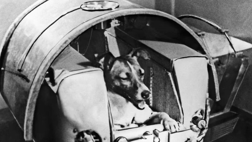 El destino fatal de Laika, la perra vagabunda lanzada al espacio por la Unión Soviética: “No debimos haberlo hecho”