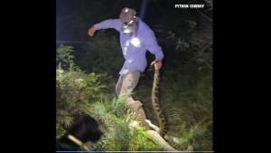 VIDEO: Captan la lucha a muerte entre un cazador y una pitón de tres metros en Florida