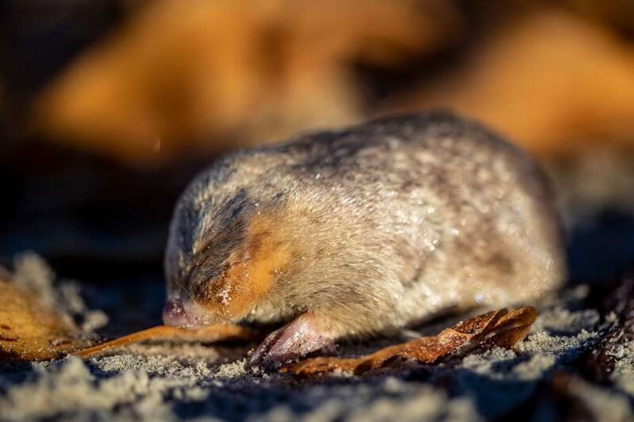 Reaparece topo ciego dorado tras 87 años desaparecido… creyeron que estaba extinto