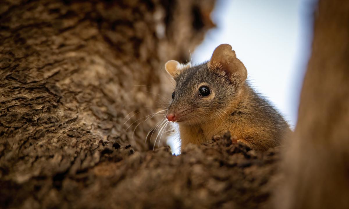 El extraño animal que tiene sexo hasta morir y puede resistir más de 10 horas