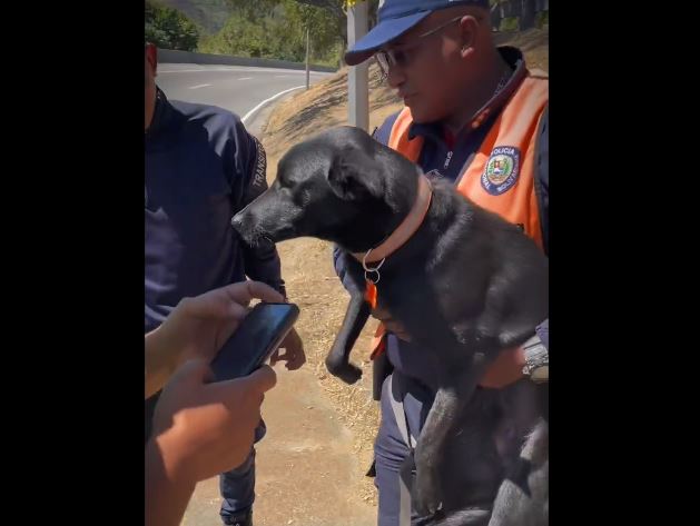 Rescataron a perrito que cayó en una alcantarilla en la Cota Mil (Videos)