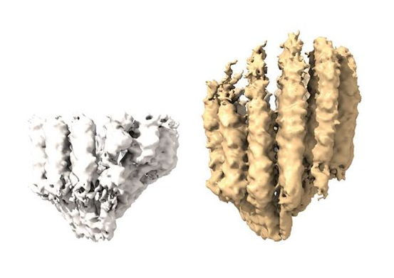 Científicos recrearon cómo las células construyen microtúbulos, proceso clave para la biología