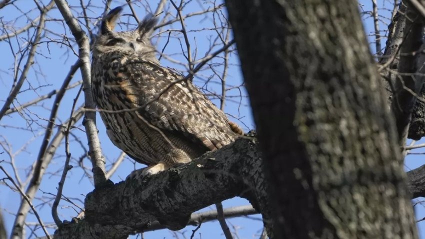 Murió el búho “Flaco”: Se convirtió en una celebridad tras escapar del Zoológico de Central Park en Nueva York