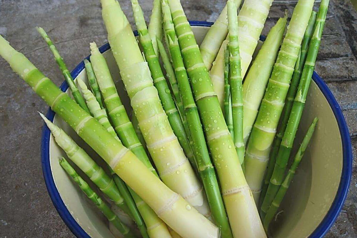 Estudian el bambú como potencial alimento “sostenible” capaz de contribuir a la dieta de la población mundial