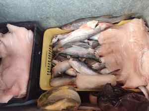Larenses sin esperanza de consumir pescado en Semana Santa