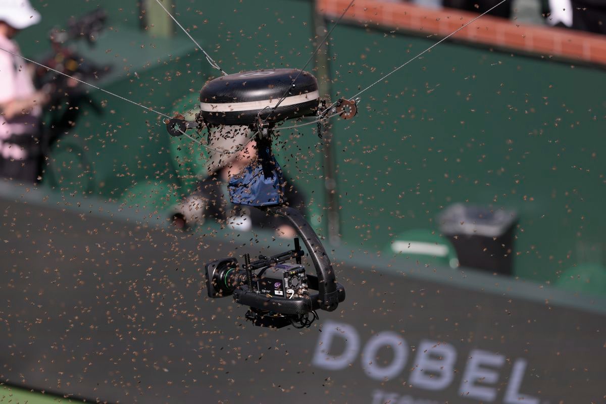 Una invasión de abejas suspendió el duelo entre Alcaraz y Zverev en Indian Wells (VIDEO)