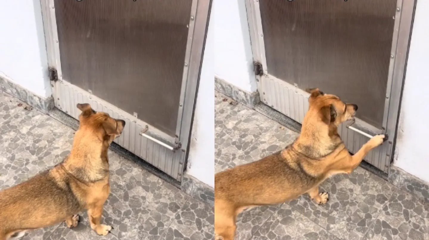 Idea millonaria: abuelo hizo un ingenioso invento para su perro y cautivó a todos (VIDEO)