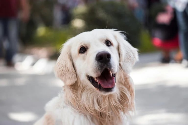 Un perro salió victorioso del divorcio de sus dueños y recibirá pensión