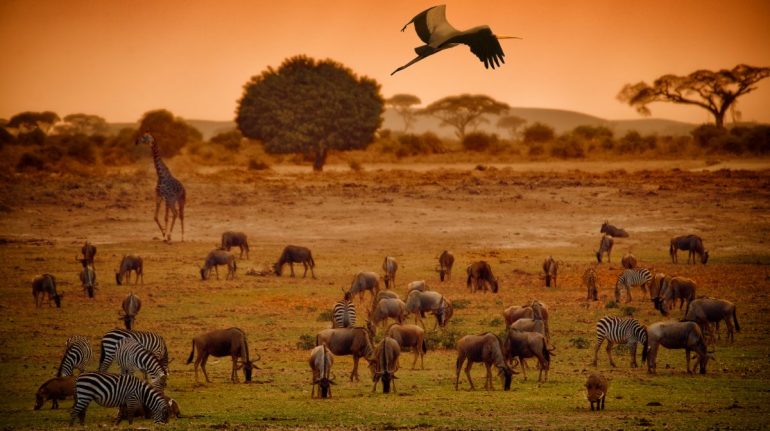 Científicos reclaman un plan a largo plazo para conservar la biodiversidad de La Tierra