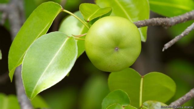 El “árbol de la muerte”, la planta más peligrosa del mundo que crece en EEUU: un fruto puede matar a 20 personas