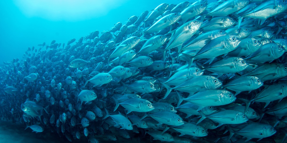 Orgías de peces en California, el extraño fenómeno que desencadenó la Luna Llena