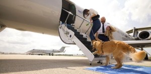 Una aerolínea de lujo en EEUU despegará en esta fecha, pero será exclusiva solo para perros