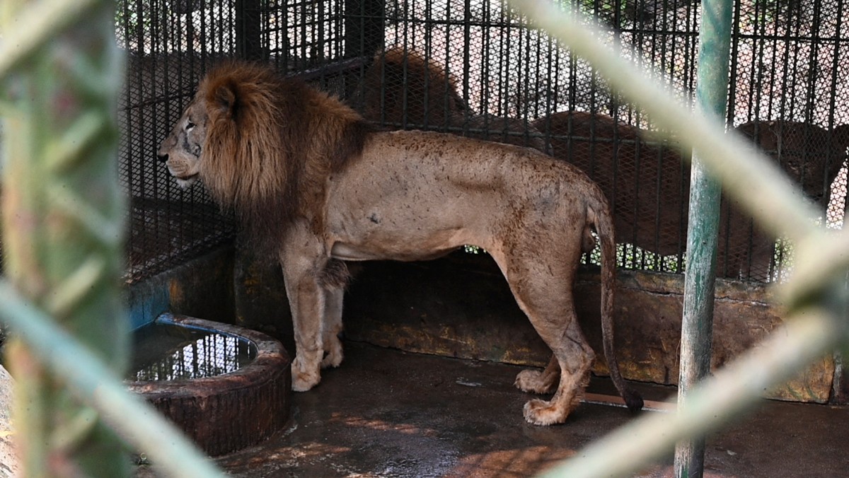 Desnutrición y abandono, así está el antiguo zoológico de los narcos en Honduras que buscaba imitar a Pablo Escobar  (Fotos)