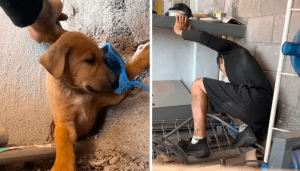 Rescató a un perro que quedó atrapado en una pared y el video generó ternura en las redes: “¿Cómo te metiste ahí?”