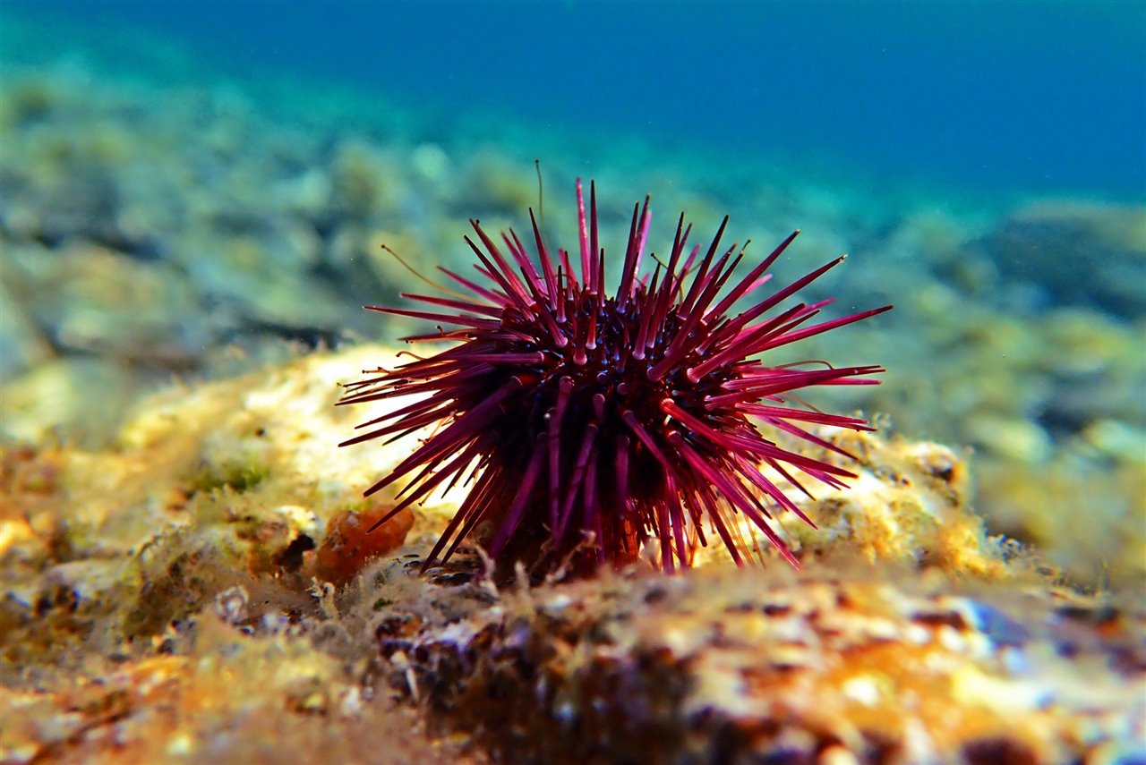 Identifican la enfermedad que pone en jaque a erizos en el Mar Rojo y que se extiende