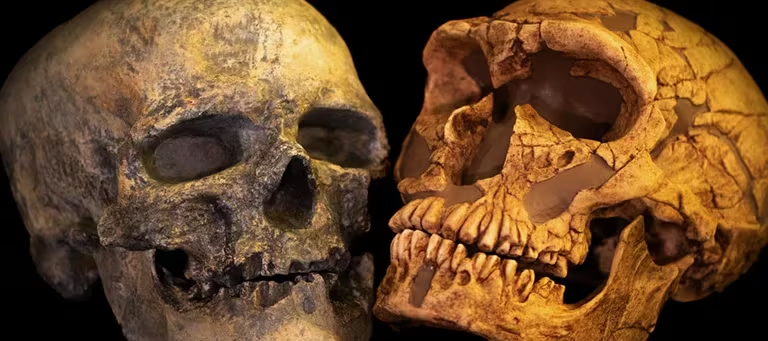 Por qué el tamaño del cerebro humano se redujo en los últimos 100 mil años