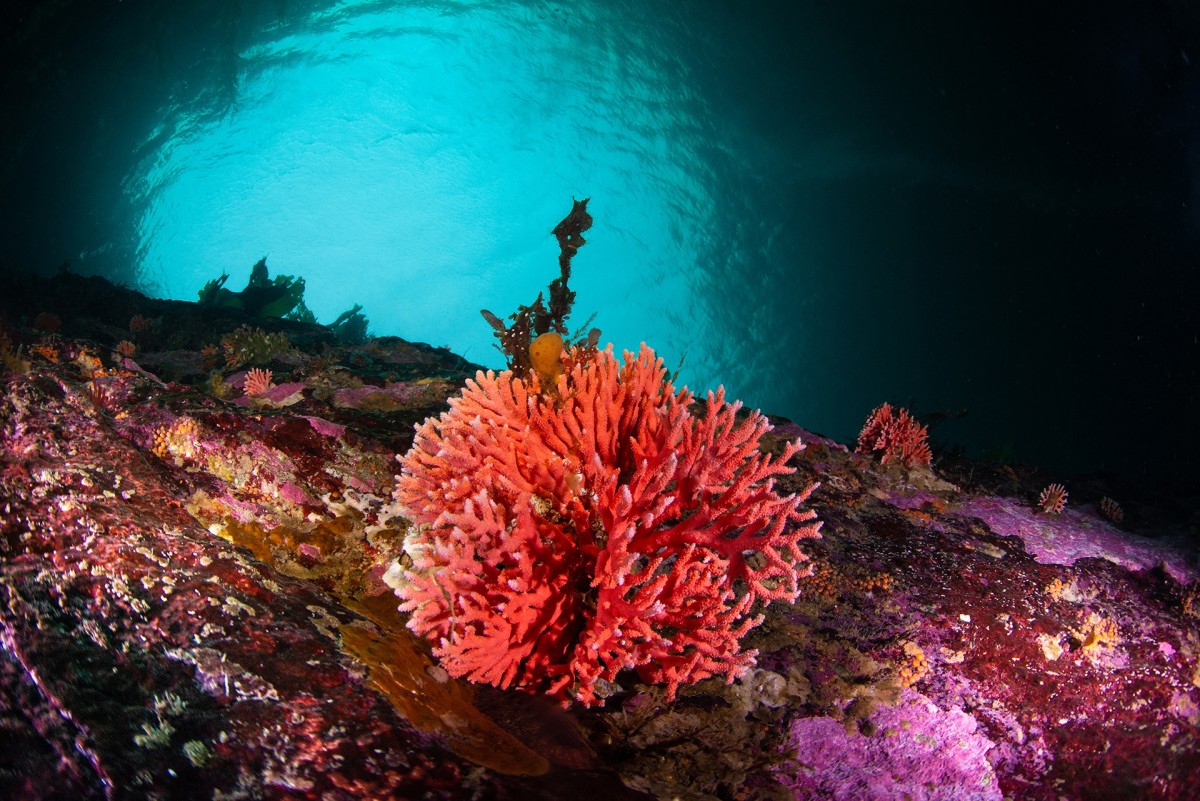 Descubren en Chile hidrocoral rojo más austral y en aguas más superficiales del mundo (Fotos)