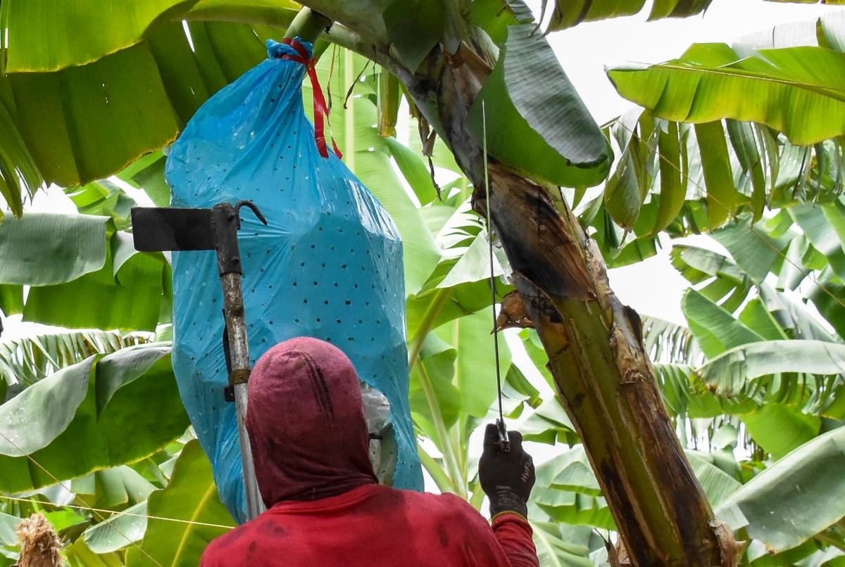 Multinacionales y paramilitares: una alianza poco investigada en Colombia