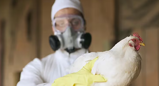 ¿Crece el riesgo de una pandemia de gripe aviar?: qué dice la ciencia