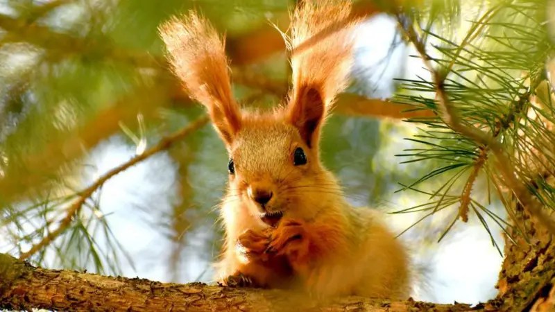 ¿Los animales tienen conciencia? Nueva evidencia cambia radicalmente lo que se sabe sobre su comportamiento