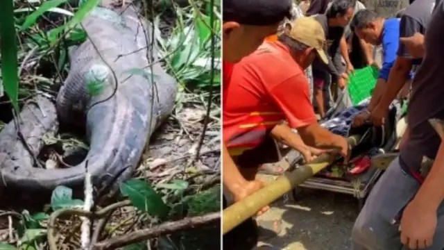 Encuentran el cadáver de una mujer en el interior de una pitón de cinco metros en Indonesia