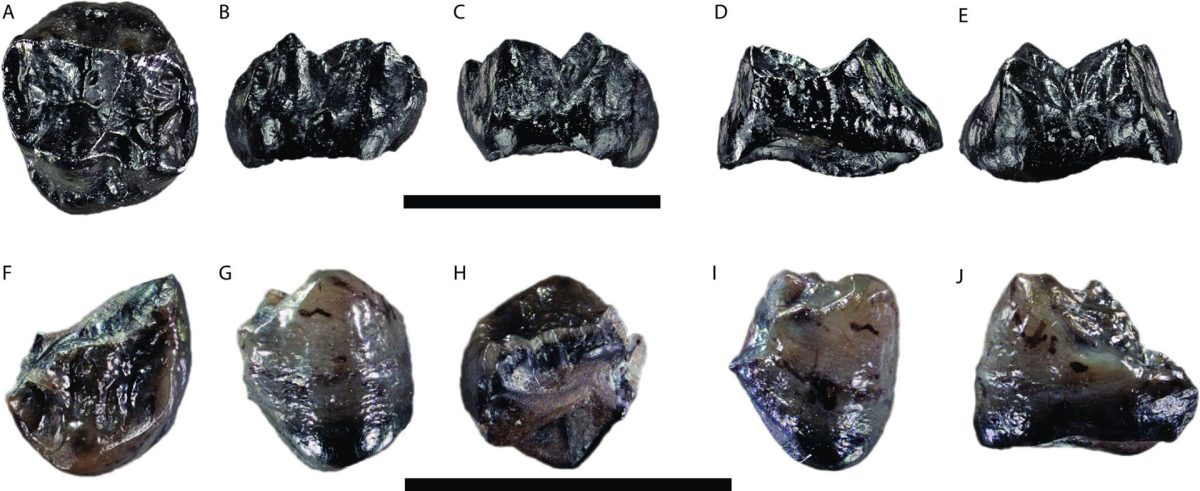 El gran simio más pequeño conocido vivió en Europa hace 11 millones de años