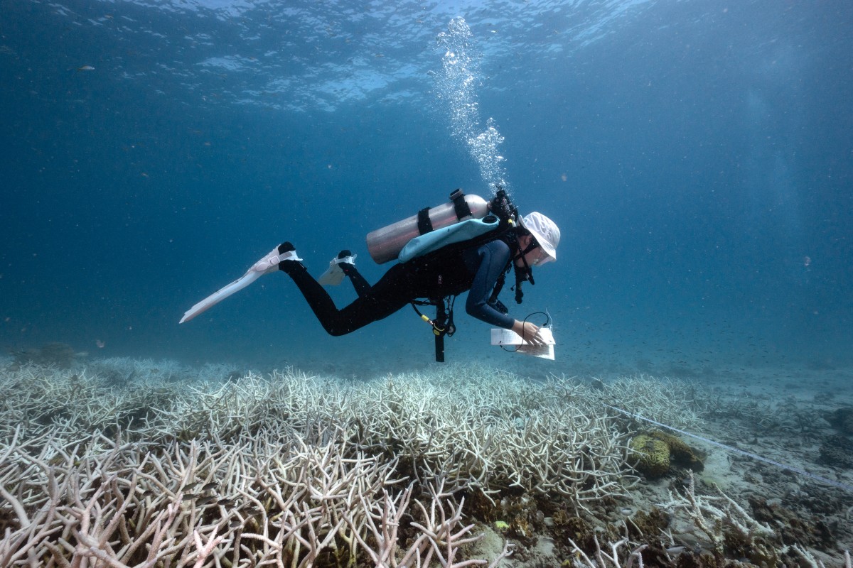 El auge del submarinismo para salvar los arrecifes de coral