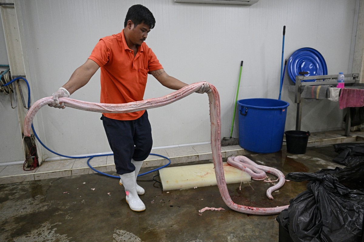 Carne de serpiente, una alternativa para una dieta rica en proteínas