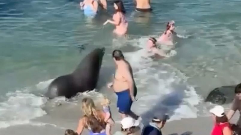 Turistas vivieron momentos de terror al ser perseguidos y atacados por lobo marino (VIDEO)
