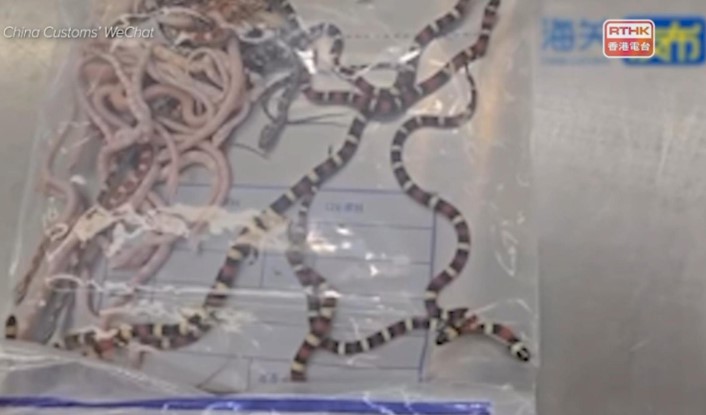 Aduana china halla 104 serpientes vivas escondidas en el pantalón de un viajero