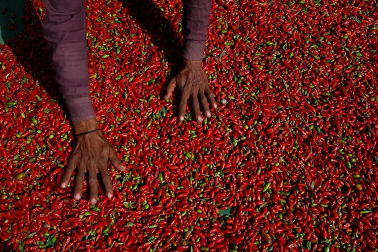 Investigadores de Harvard destacaron un alimento clave para la longevidad