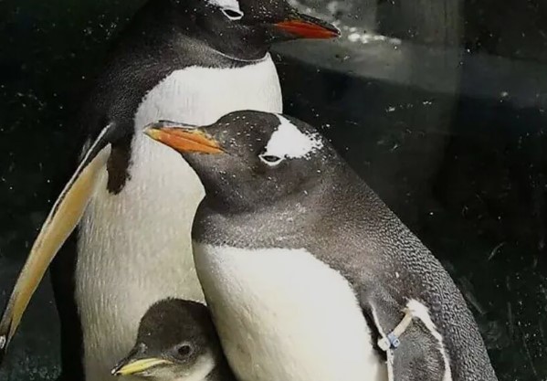 Muere Sphen, un pingüino gay que consiguió adoptar y criar dos polluelos con su pareja en Australia