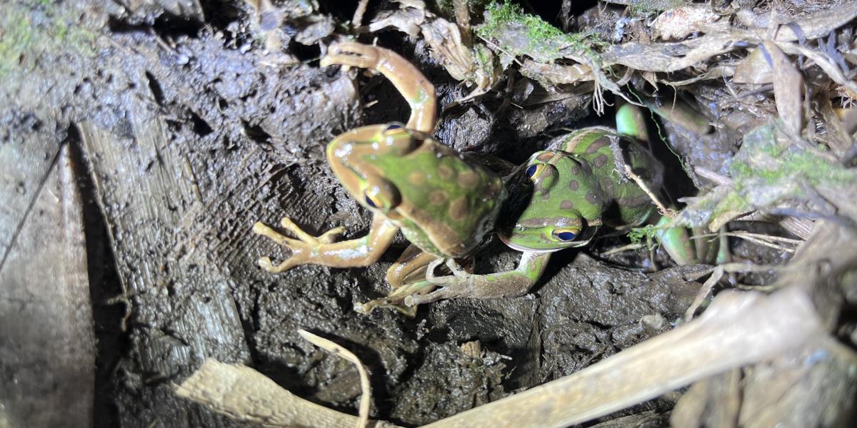 Una rana hembra intentó comerse al macho que la cortejaba: Este sería el primer caso de canibalismo en la especie