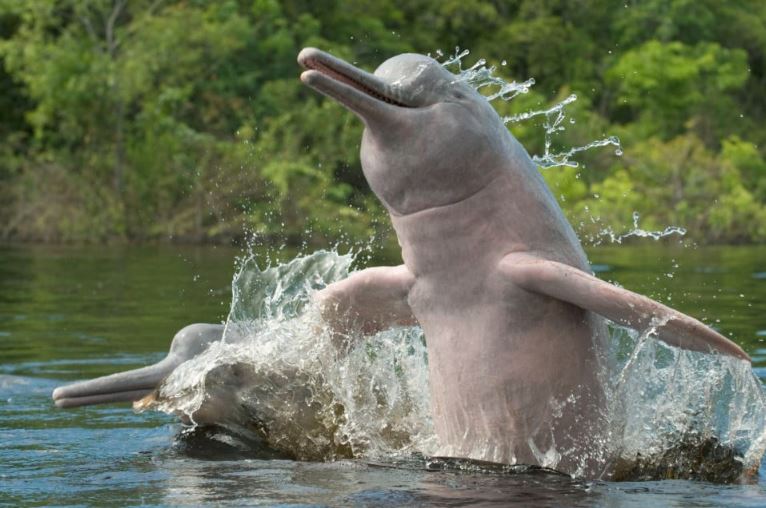 Delfines amazónicos están en riesgo por altas temperaturas de calor en Brasil