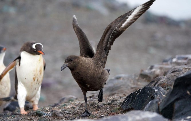 La gripe aviar se extiende la región antártica: hay fauna infectada en las Malvinas