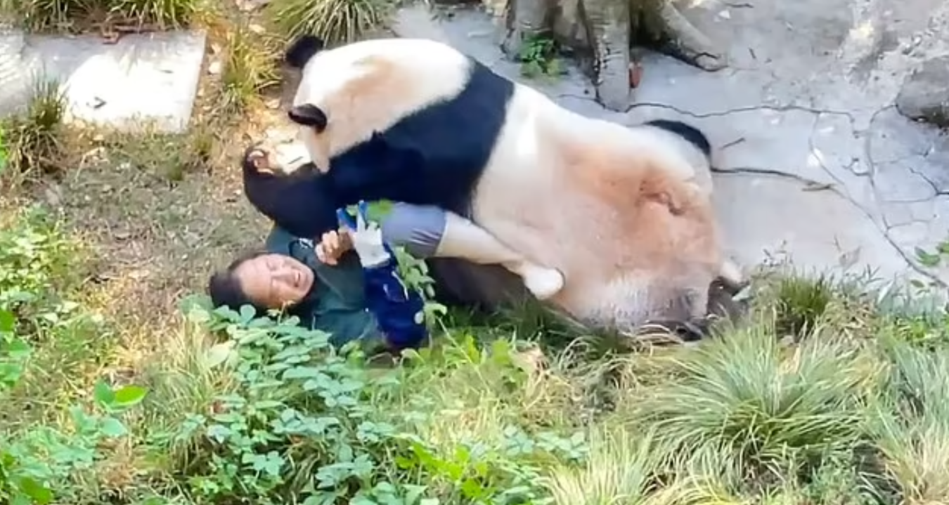 VIDEO del impactante momento en el que un panda atacó a su cuidadora del zoológico